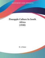 Pineapple Culture In South Africa (1920)