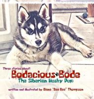 Bodacious Bode - The Siberian Husky Pup
