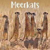 2023 Meerkats Wall Calendar