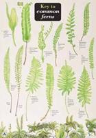 A Key to Common Ferns