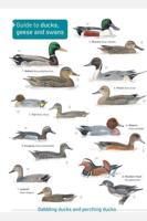 Guide to Ducks, Geese and Swans